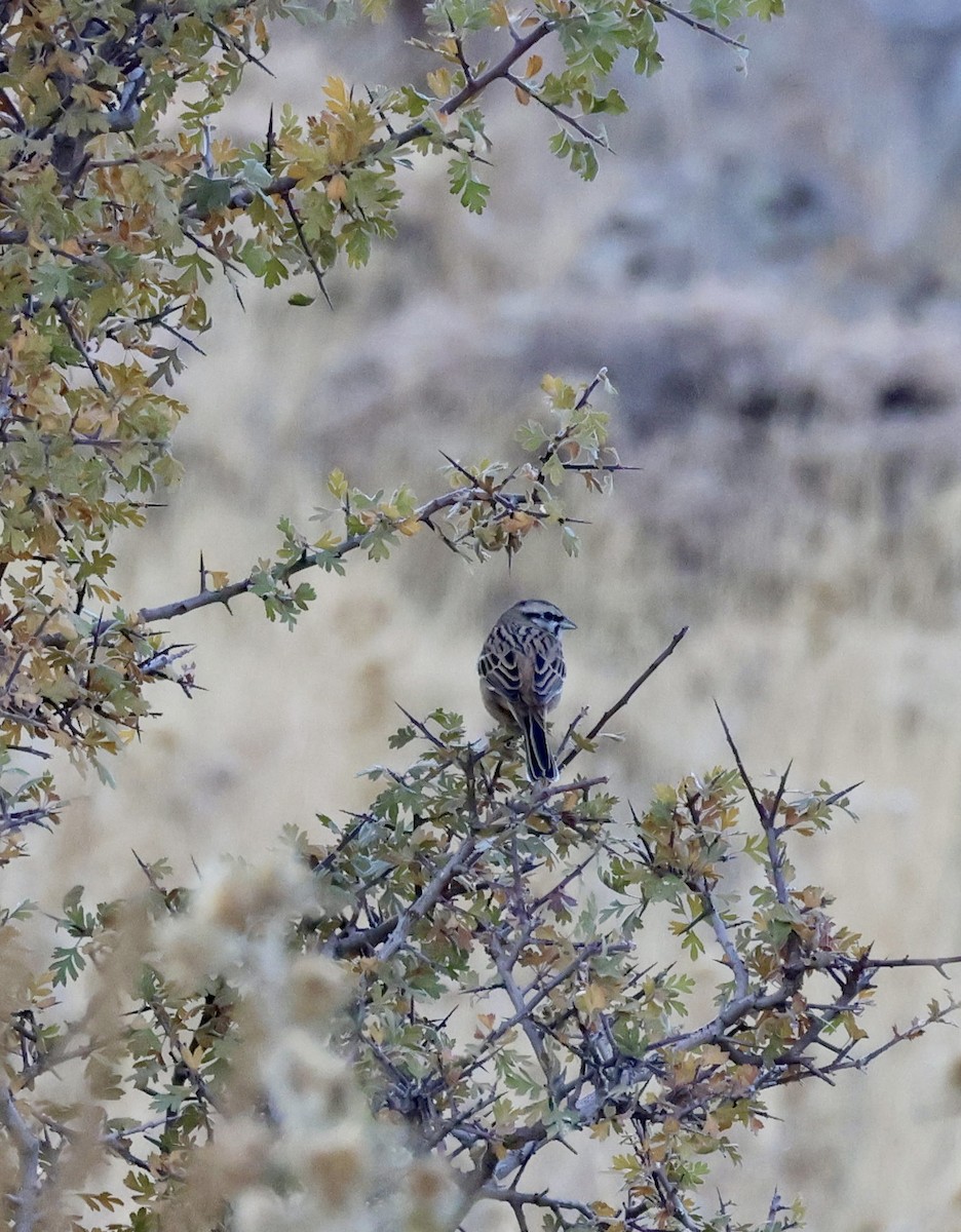 Rock Bunting - ML643719280