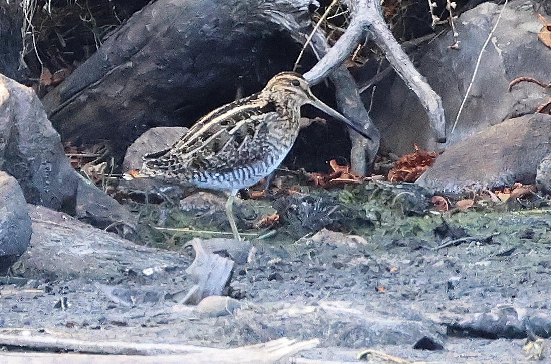 Wilson's Snipe - ML643719328
