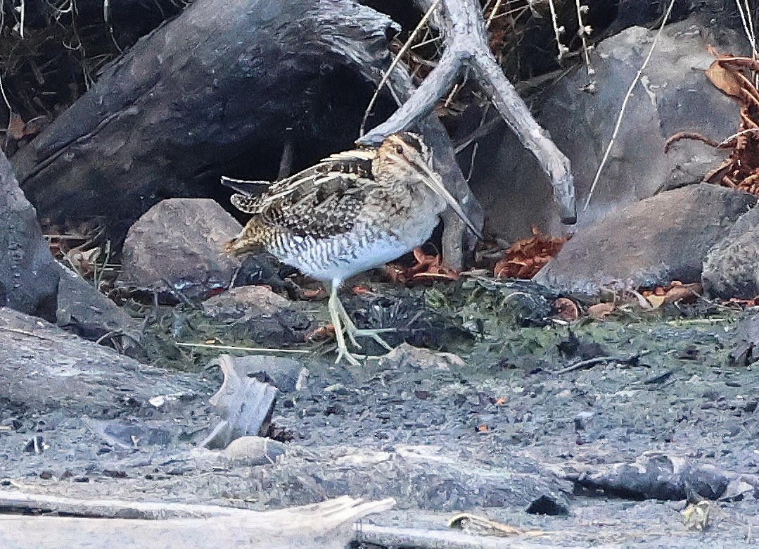 Wilson's Snipe - ML643719329