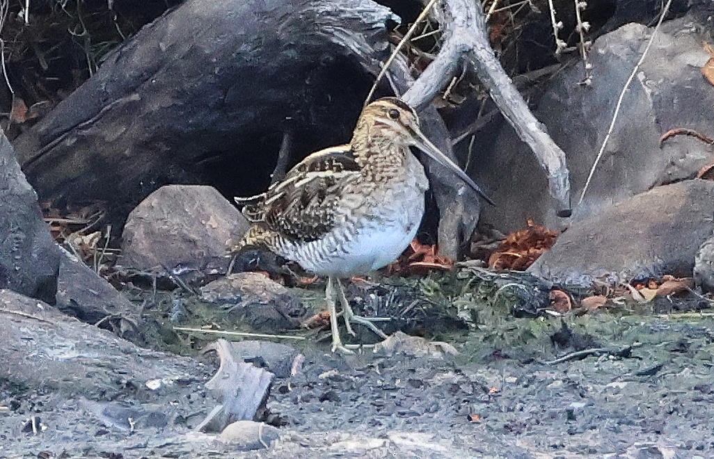 Wilson's Snipe - ML643719330