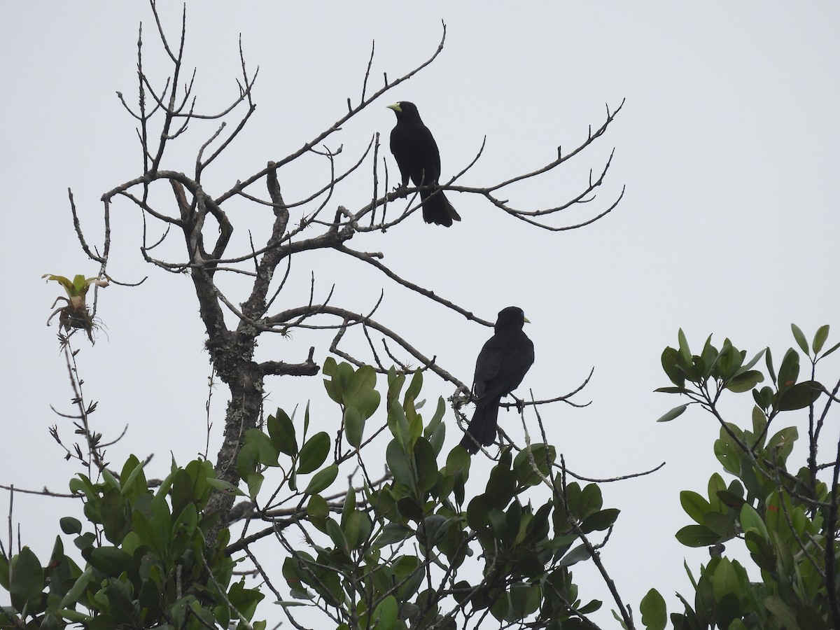 Red-rumped Cacique - ML643719334