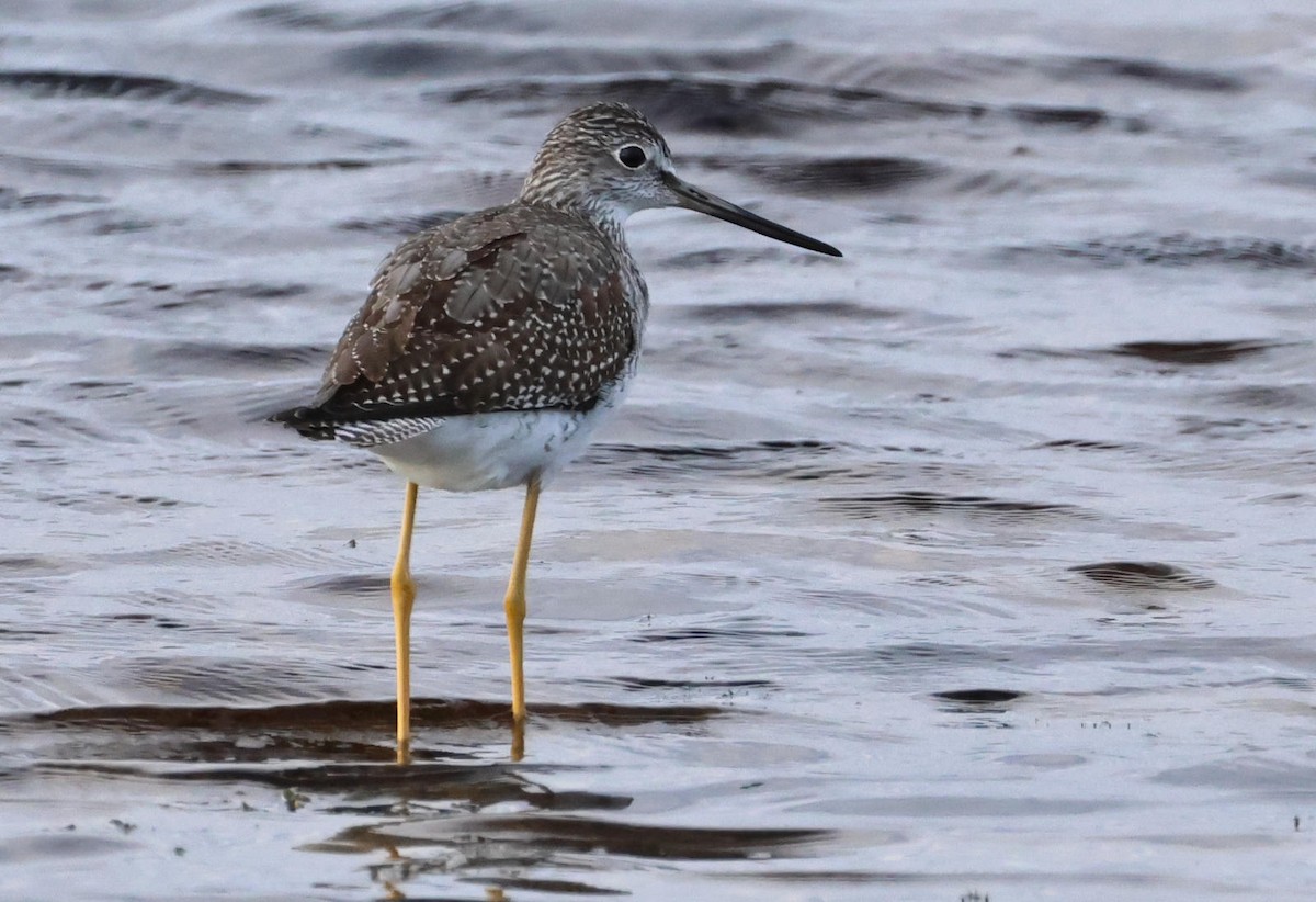Greater Yellowlegs - ML643719343