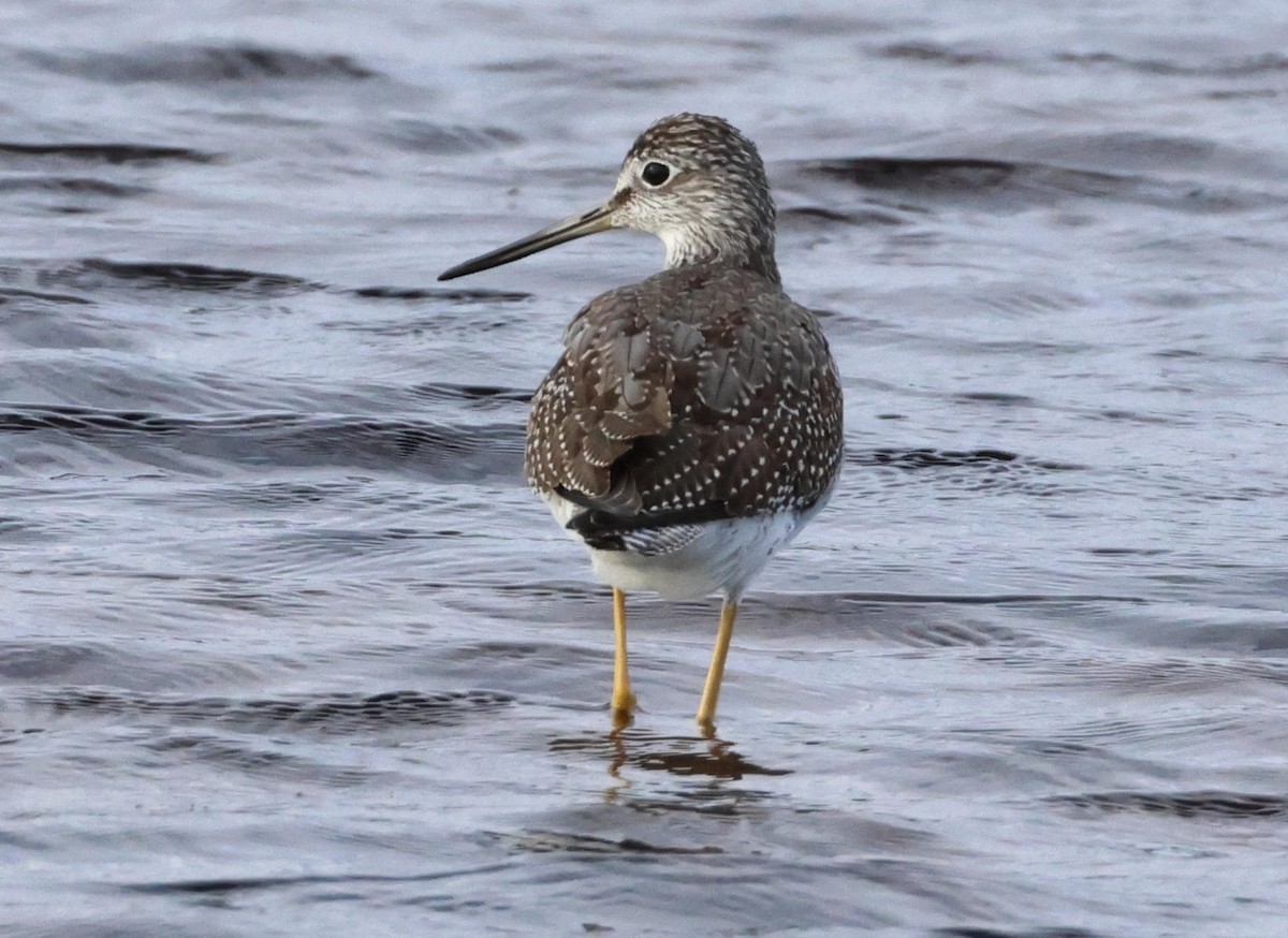 Greater Yellowlegs - ML643719344