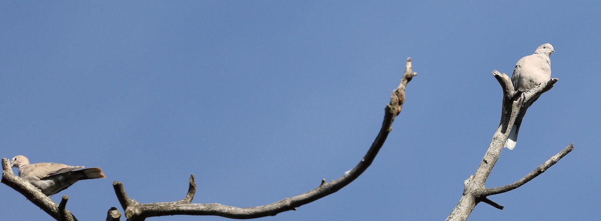 Eurasian Collared-Dove - ML643719388