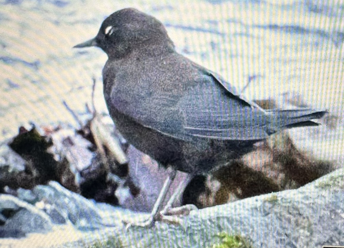Brown Dipper - ML643719393