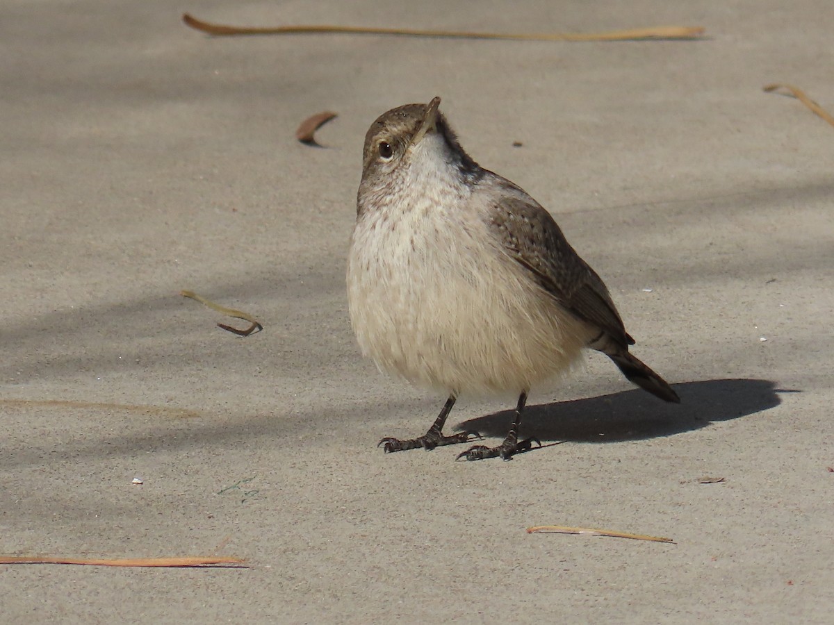 Rock Wren - ML643719414
