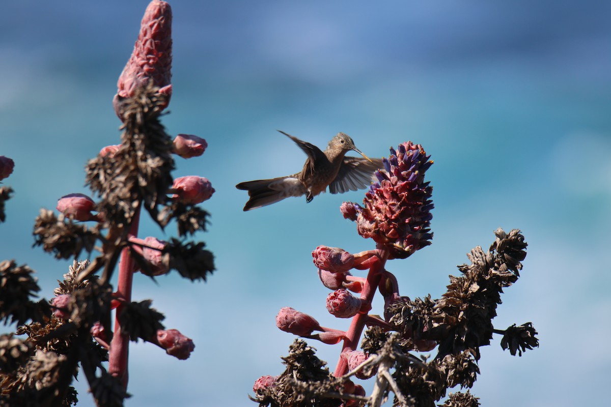 Giant Hummingbird - ML643719424
