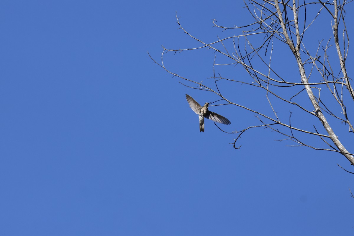 Giant Hummingbird - ML643719426