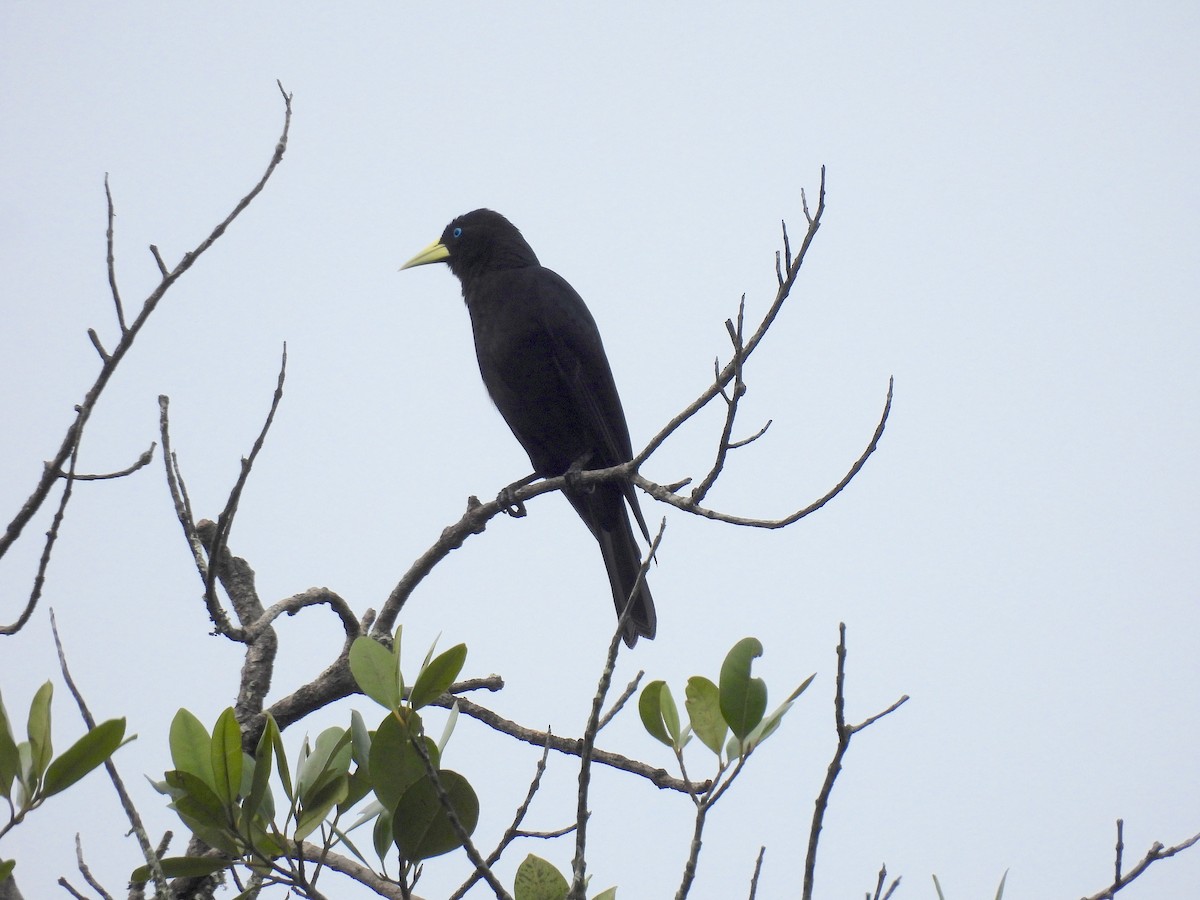 Red-rumped Cacique - ML643719440
