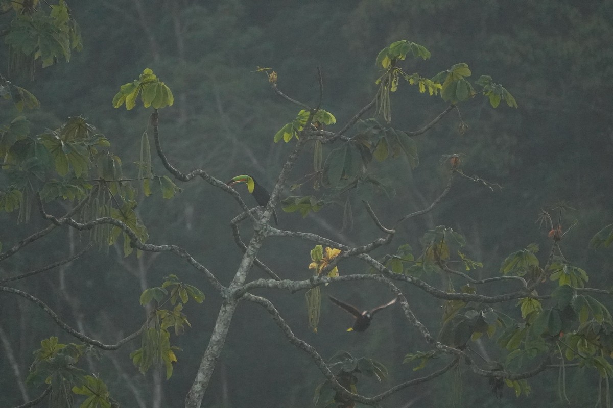 Keel-billed Toucan - ML643719448