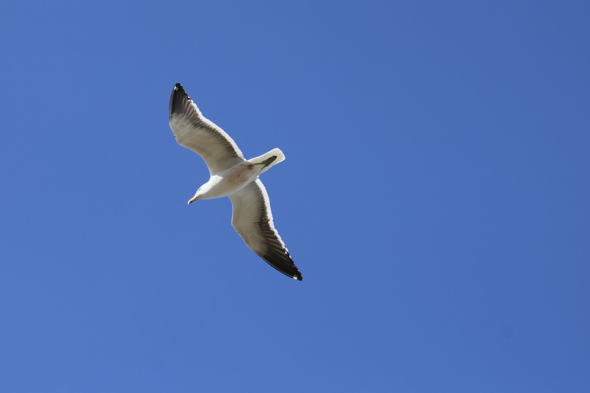 Kelp Gull - ML643719450