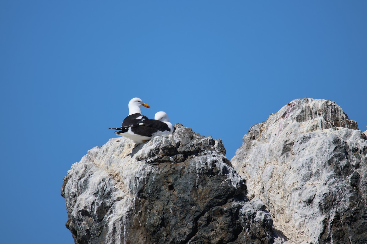 Kelp Gull - ML643719451