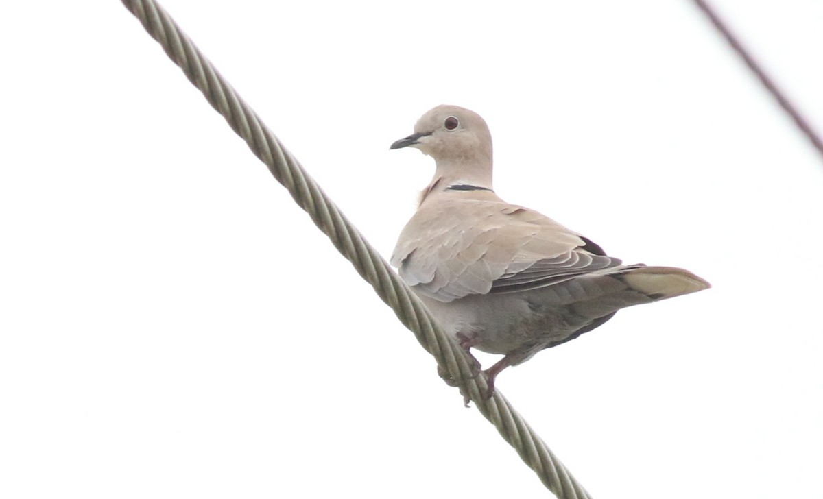 Eurasian Collared-Dove - ML643719462