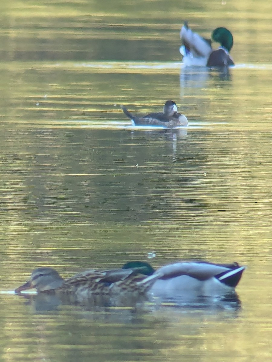Canard colvert - ML643719464