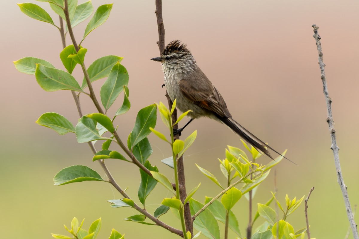 エナガカマドドリ（aegithaloides） - ML643719465