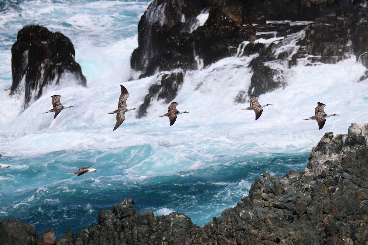 Peruvian Booby - ML643719467