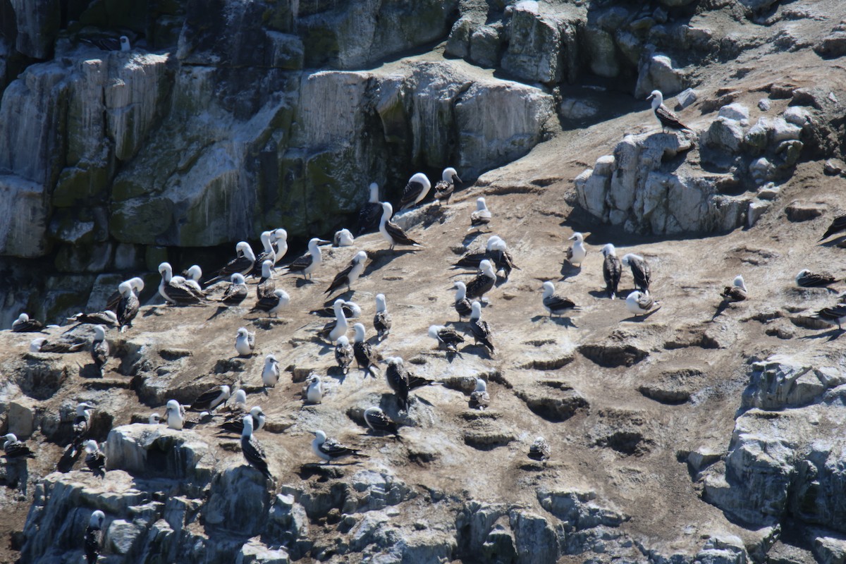 Peruvian Booby - ML643719468