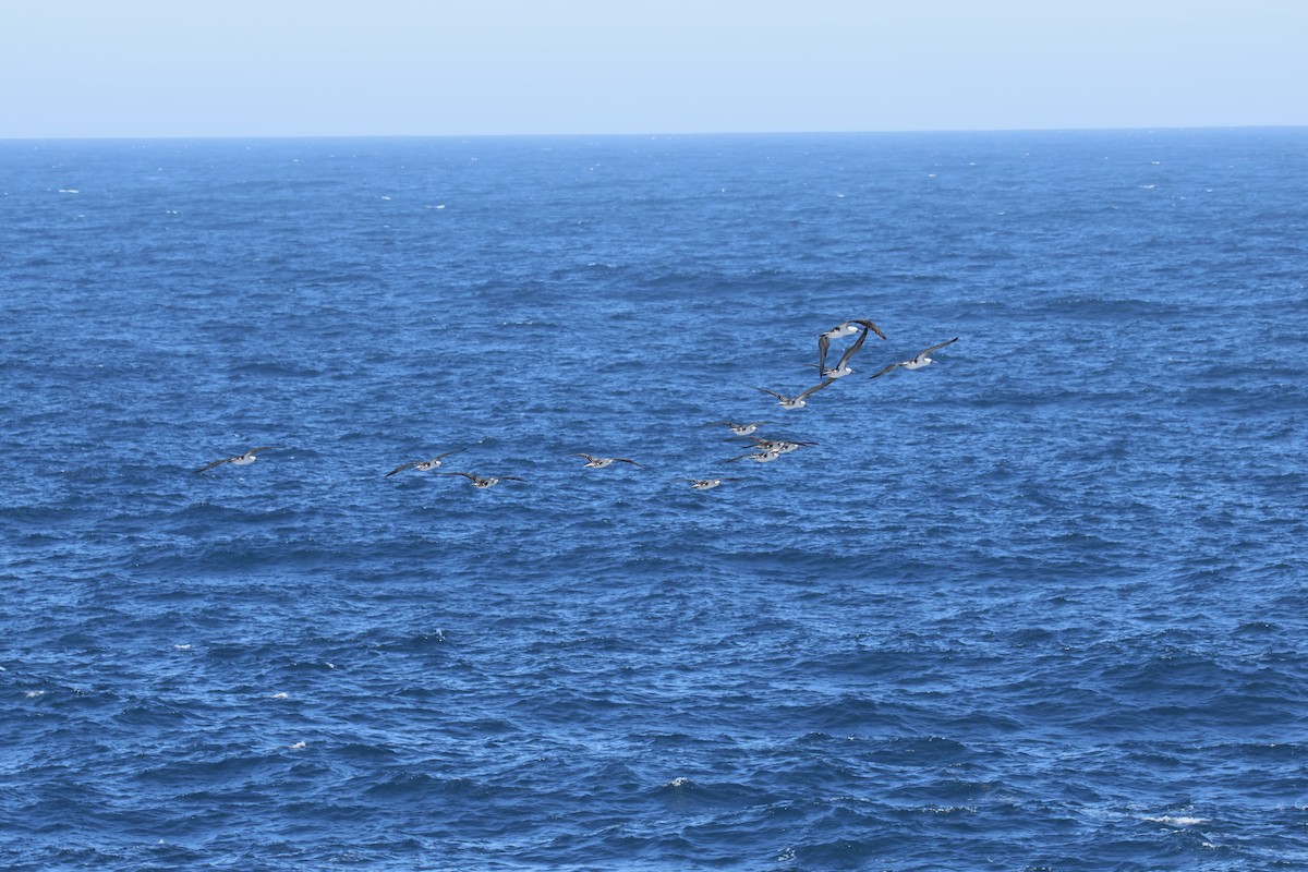 Peruvian Booby - ML643719469