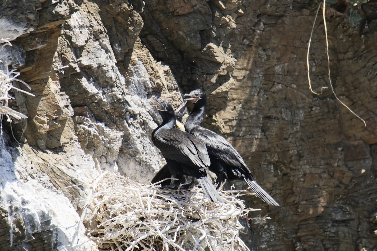 Neotropic Cormorant - ML643719475