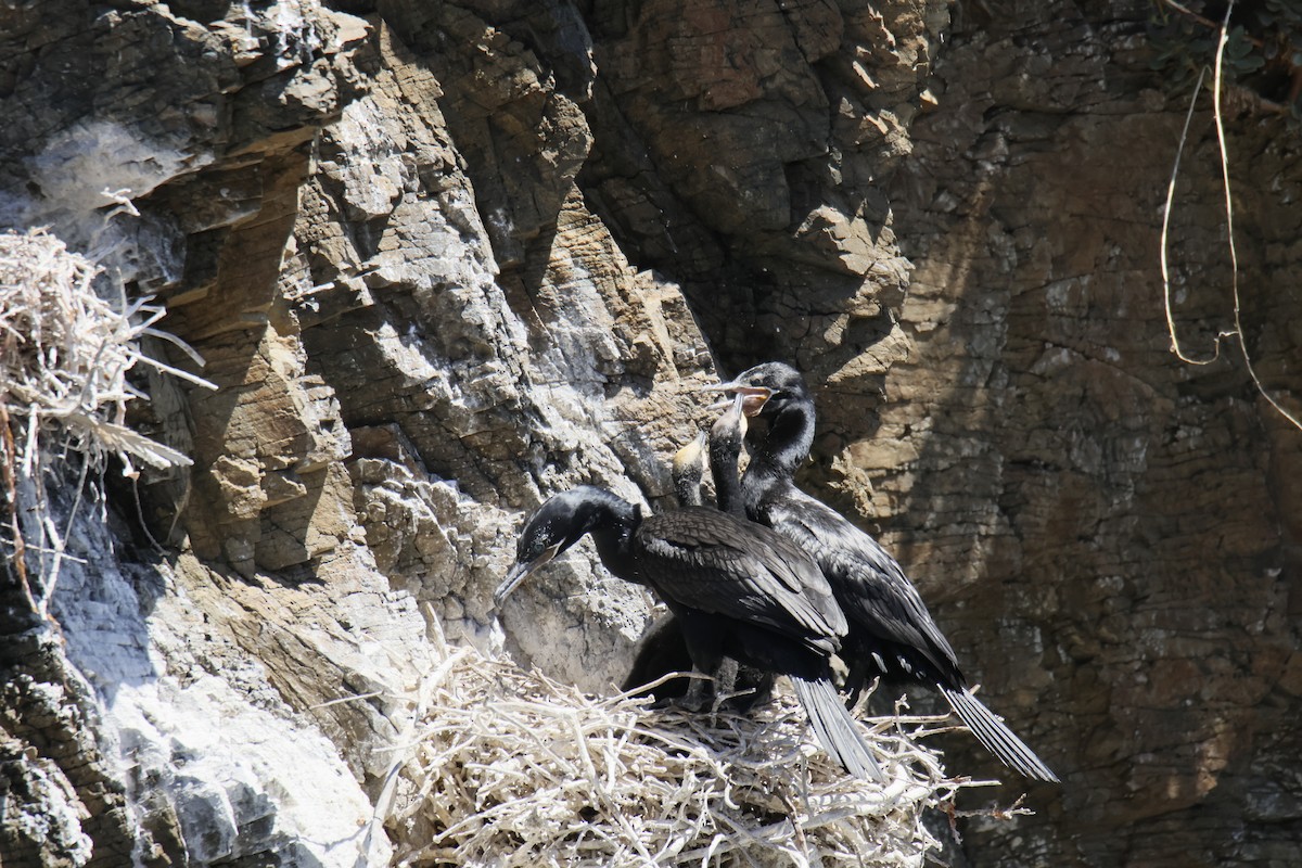 Neotropic Cormorant - ML643719476