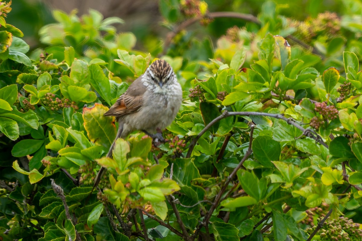 Plain-mantled Tit-Spinetail (aegithaloides) - ML643719482