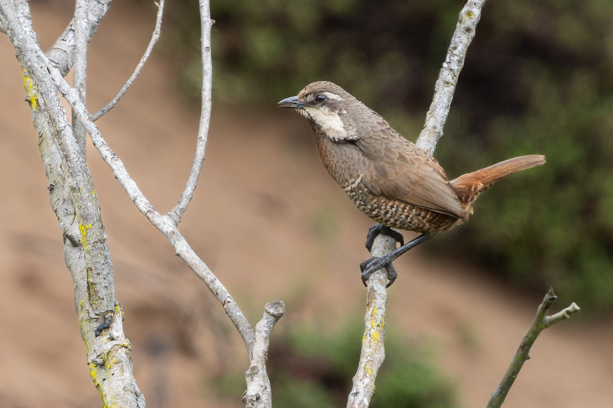 Moustached Turca - ML643719489