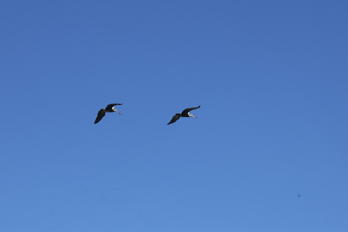 Peruvian Pelican - ML643719490