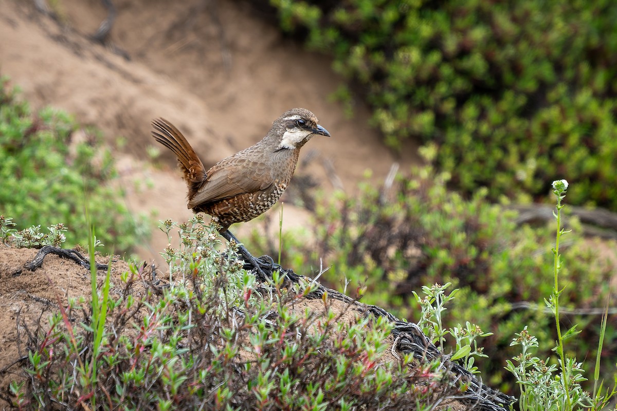 Moustached Turca - ML643719492