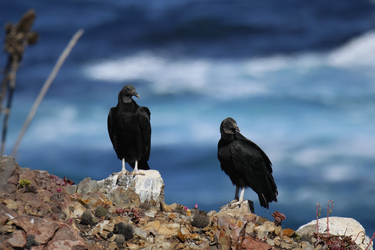 Black Vulture - ML643719499