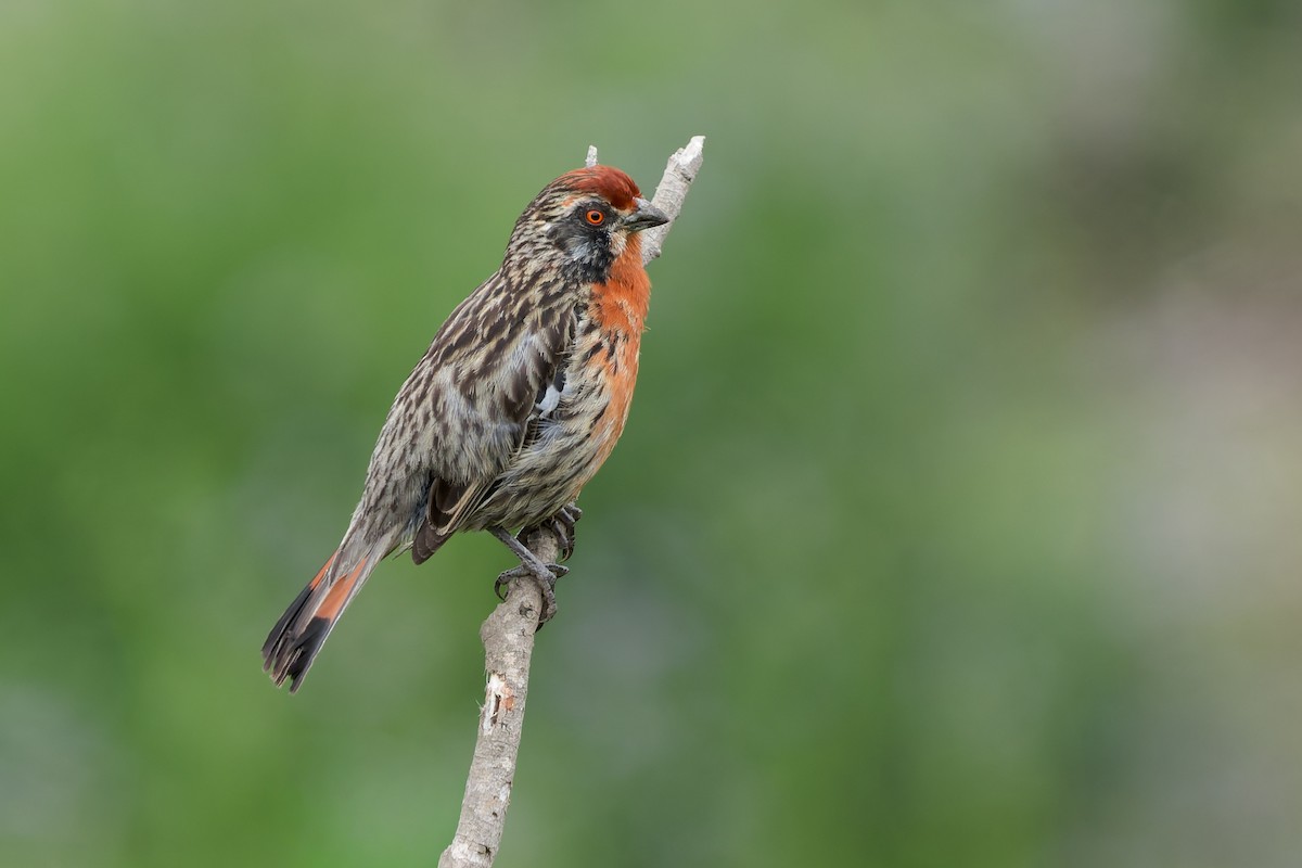 Rufous-tailed Plantcutter - ML643719502