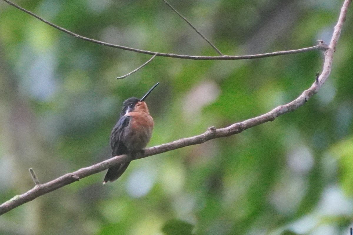 Colibri à gorge pourprée - ML643719505