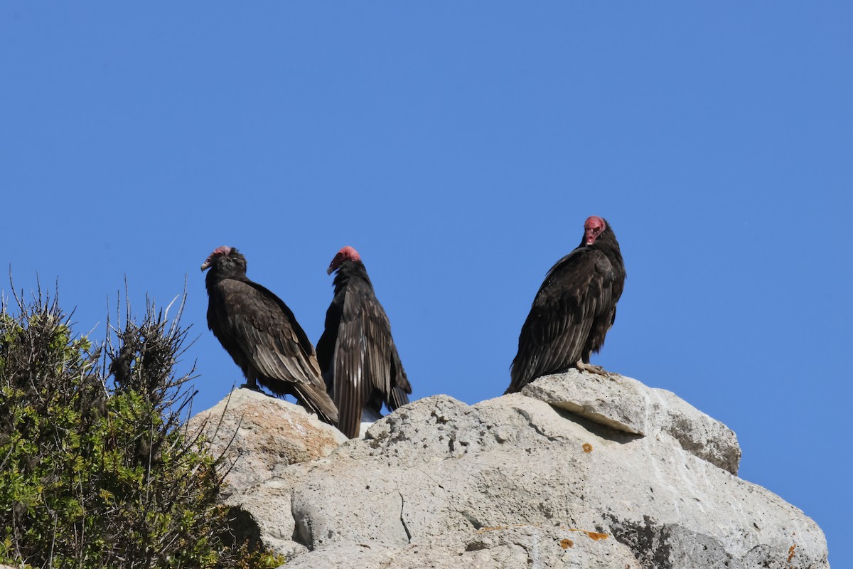 Turkey Vulture - ML643719509