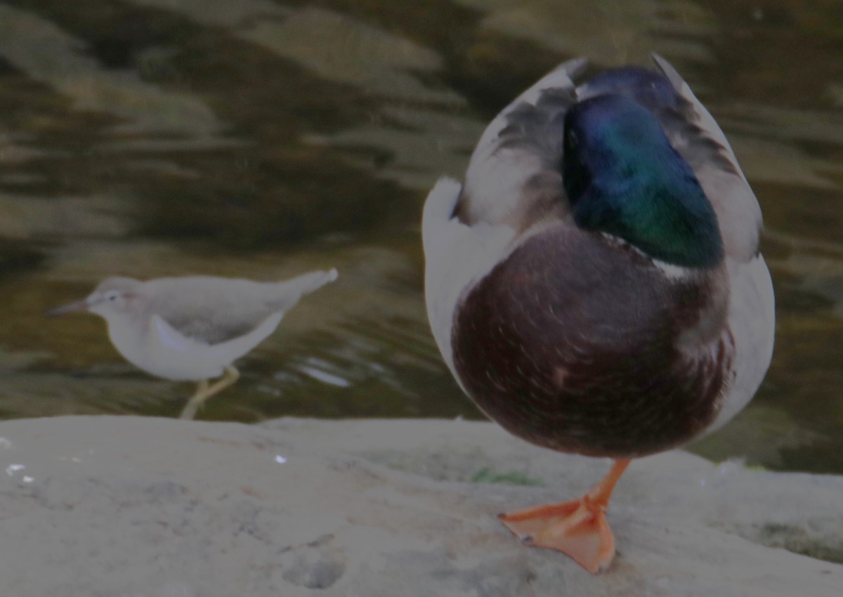 Canard colvert - ML643719513