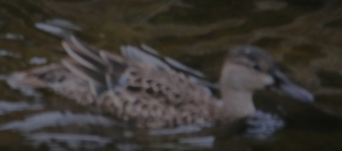 Canard colvert - ML643719518