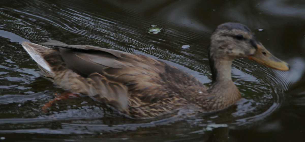 Canard colvert - ML643719524