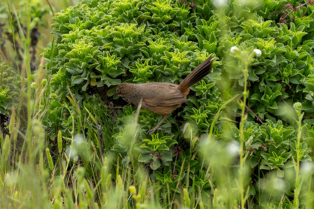 Dusky-tailed Canastero - ML643719526