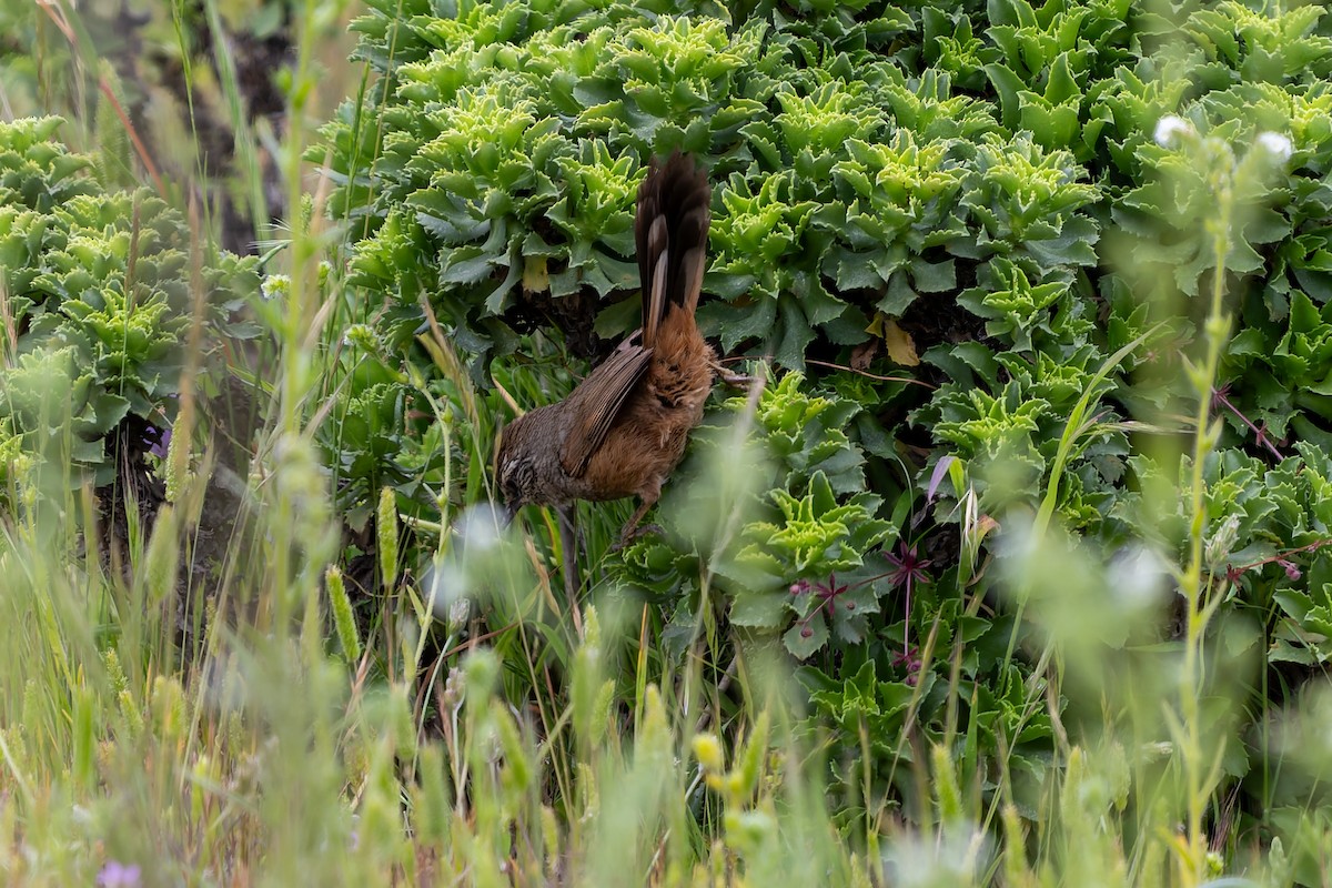 Dusky-tailed Canastero - ML643719527