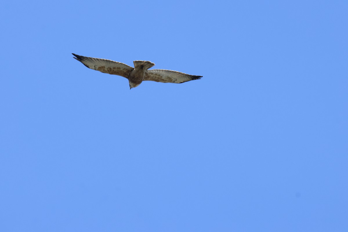 Cinereous Harrier - ML643719530