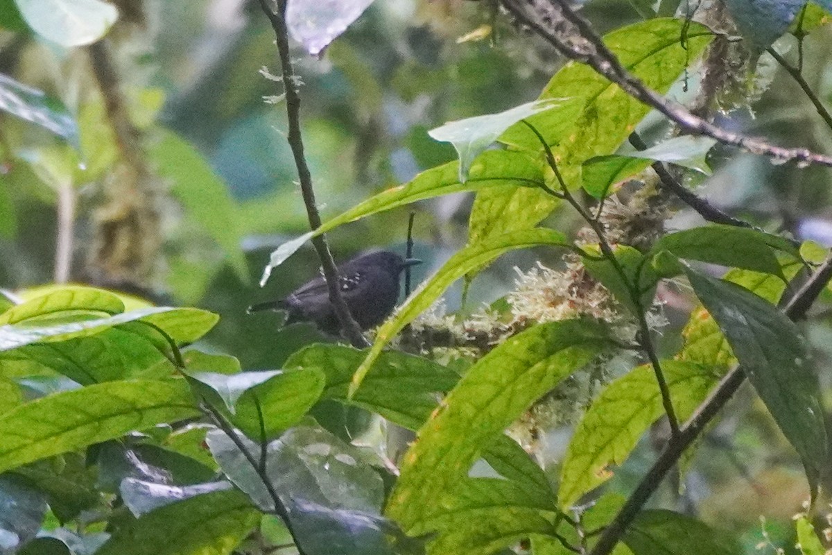 Slaty Antwren - ML643719538