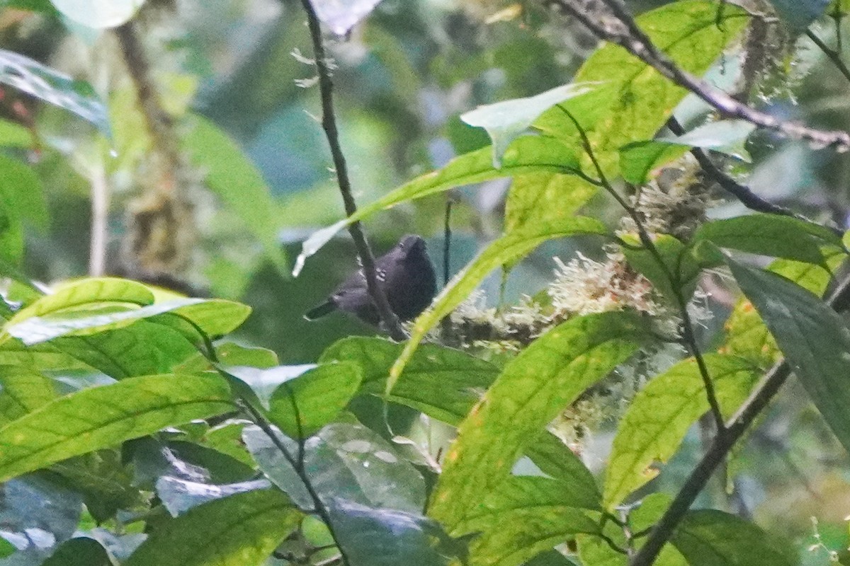 Slaty Antwren - ML643719539