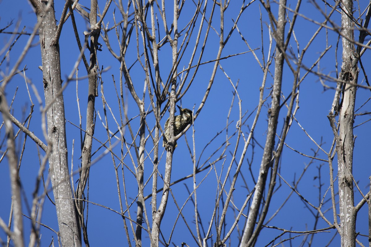 Striped Woodpecker - ML643719544