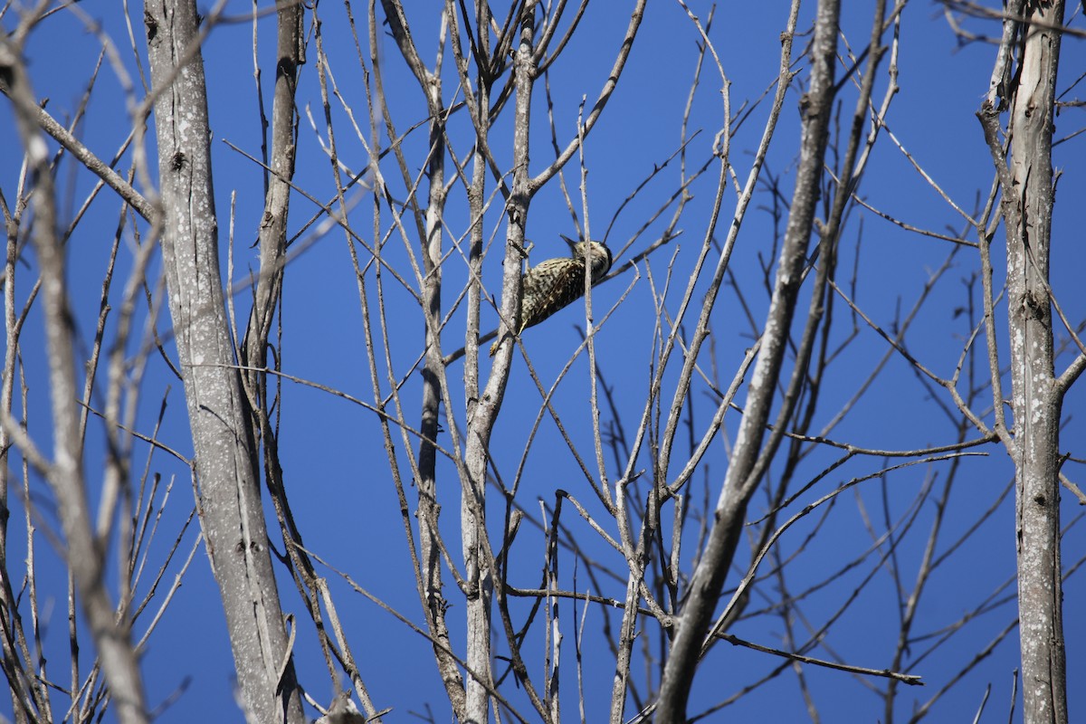 Striped Woodpecker - ML643719545