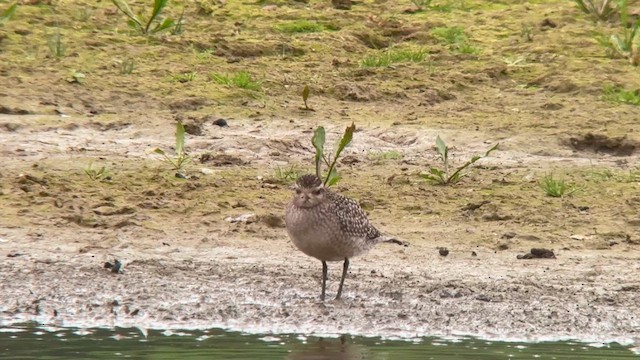 American Golden-Plover - ML643719581