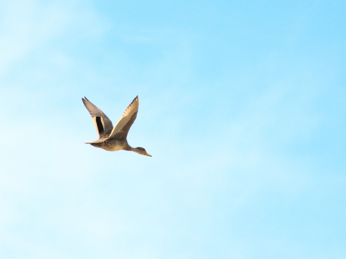 Yellow-billed Pintail - ML643719588