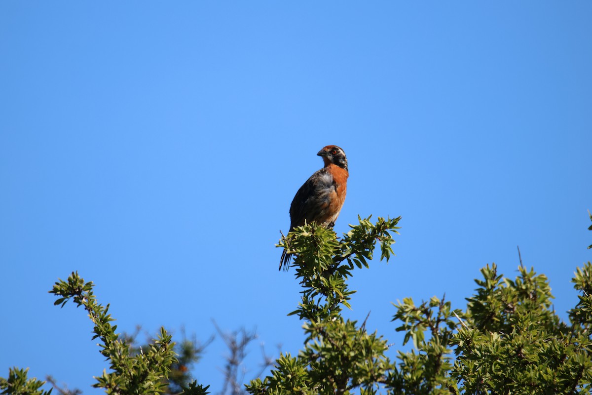 Rufous-tailed Plantcutter - ML643719595
