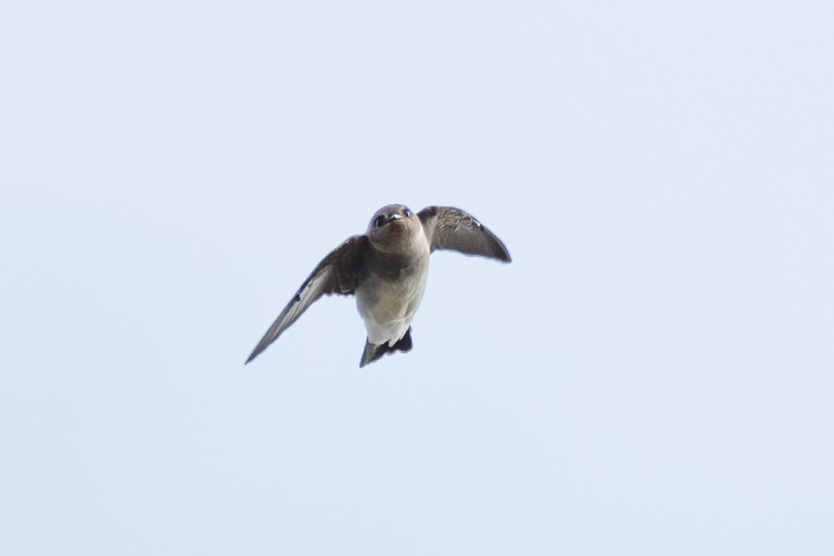 Northern Rough-winged Swallow - ML643719597