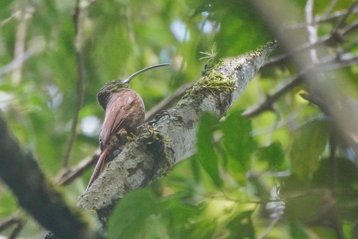 チャユミハシオニキバシリ - ML643719598