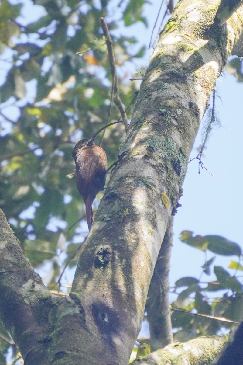 チャユミハシオニキバシリ - ML643719599