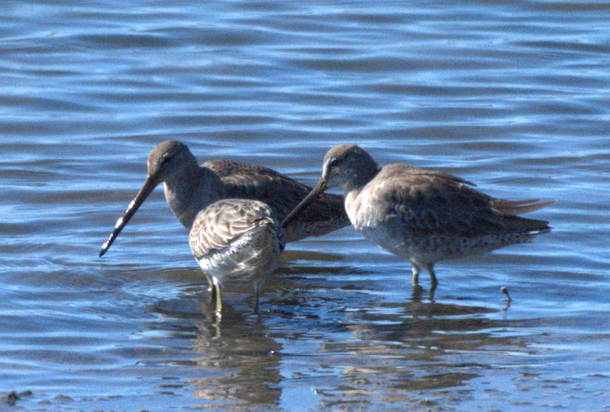 Long-billed Dowitcher - ML643719600