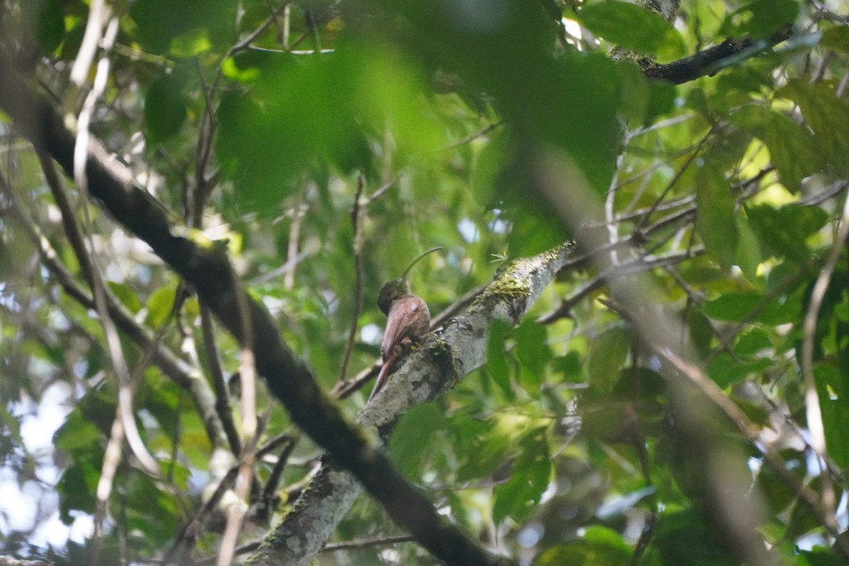 チャユミハシオニキバシリ - ML643719602